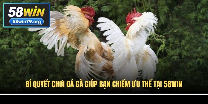 Bí Quyết Chơi Đá Gà Giúp Bạn Chiếm Ưu Thế Tại 58win