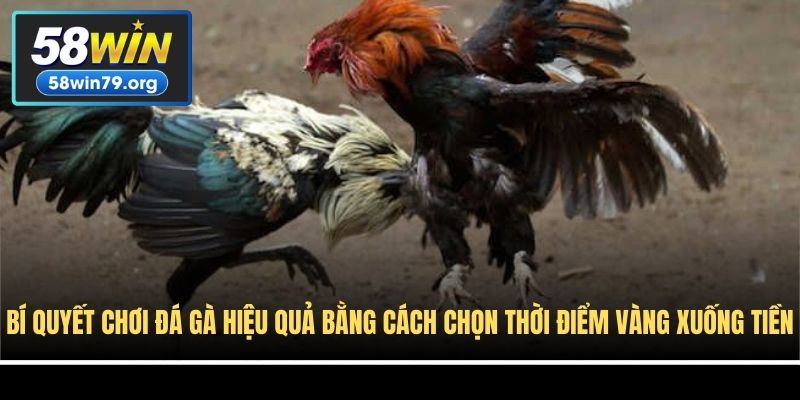 Bí quyết chơi đá gà hiệu quả bằng cách chọn thời điểm vàng xuống tiền