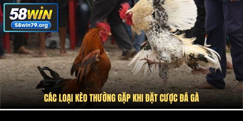 Các loại kèo thường gặp khi đặt cược đá gà