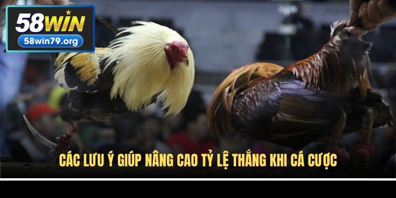 Các lưu ý giúp nâng cao tỷ lệ thắng khi cá cược