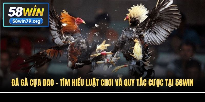 Đá Gà Cựa Dao - Tìm Hiểu Luật Chơi Và Quy Tắc Cược Tại 58win