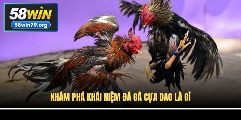 Khám phá khái niệm đá gà cựa dao là gì
